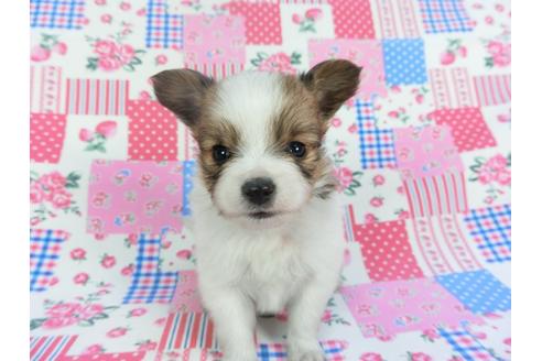 成約済の千葉県のパピヨン-112148の4枚目