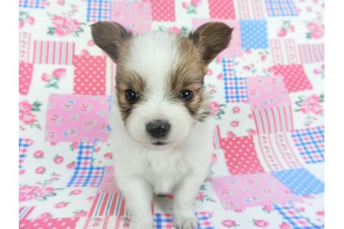 成約済の千葉県のパピヨン-112148の3枚目