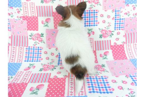 成約済の千葉県のパピヨン-112148の2枚目