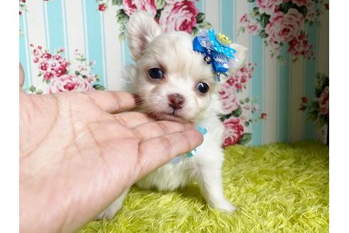 成約済の秋田県のミックス犬-110174の6枚目