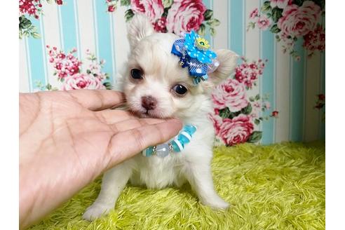 成約済の秋田県のミックス犬-110174の5枚目