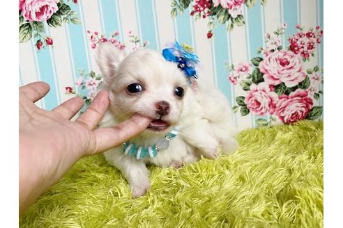 成約済の秋田県のミックス犬-110174の4枚目