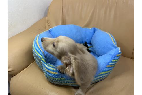 成約済の栃木県のミニチュアダックスフンド(ロングヘアード)-108115の1枚目