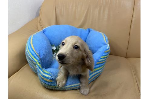 成約済の栃木県のミニチュアダックスフンド(ロングヘアード)-108115の3枚目