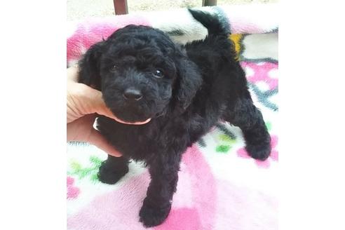 成約済の岐阜県のミックス犬-112190の1枚目