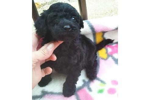 成約済の岐阜県のミックス犬-112191の1枚目