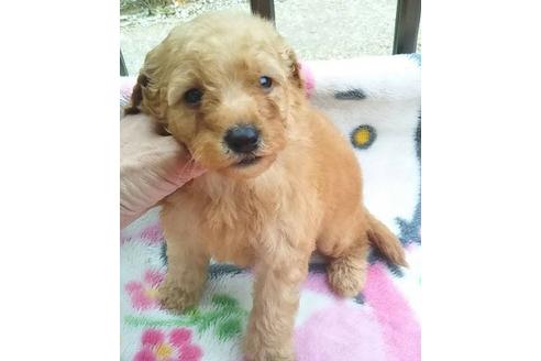 成約済の岐阜県のミックス犬-112192の1枚目
