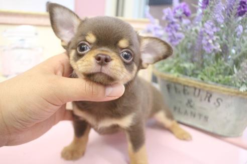 大阪府のスムースコートチワワ 男の子 09 22生まれ チョコタン 子犬id ブリーダーナビ