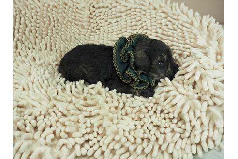 成約済の埼玉県のミニチュアシュナウザー-112218の5枚目