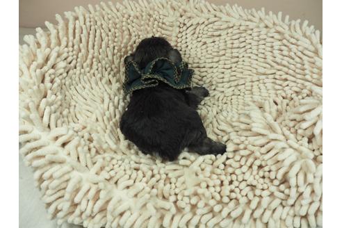 成約済の埼玉県のミニチュアシュナウザー-112218の3枚目