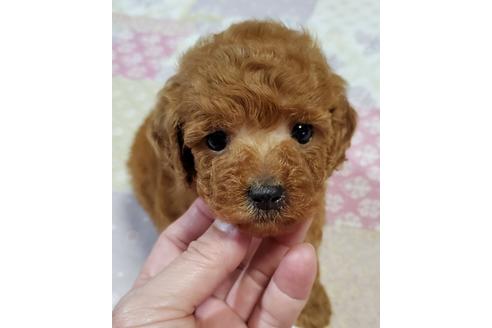 成約済の鹿児島県のトイプードル-110832の1枚目