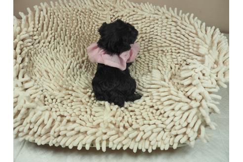 成約済の埼玉県のミニチュアシュナウザー-112224の3枚目