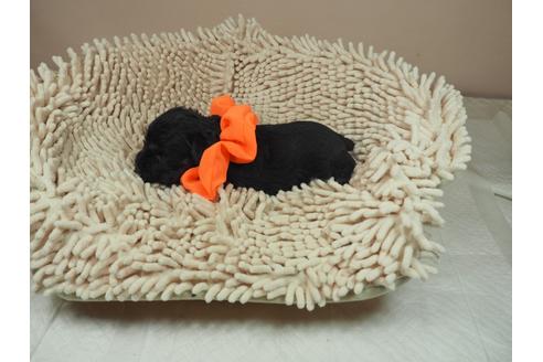 成約済の埼玉県のミニチュアシュナウザー-112226の4枚目