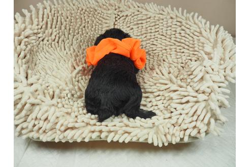 成約済の埼玉県のミニチュアシュナウザー-112226の3枚目