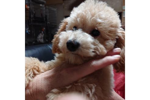 成約済の滋賀県のミックス犬-112278の4枚目