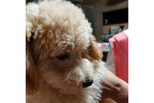 成約済の滋賀県のミックス犬-112278の3枚目