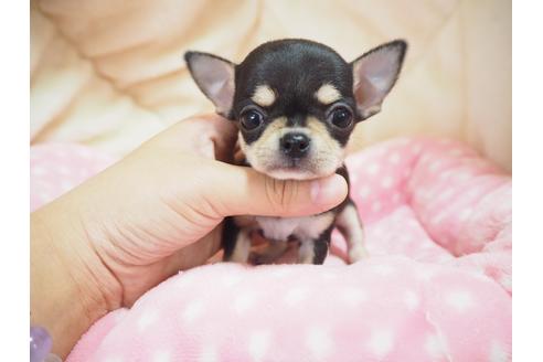 奈良県のチワワ スムースコート 女の子 09 21生まれ 可愛いお顔のちびっこ姫 子犬id ブリーダーナビ