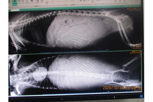 成約済の大阪府のティーカッププードル-112296の8枚目