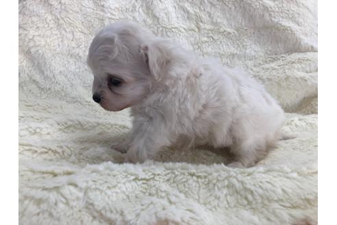 成約済の京都府のマルプー:マルチーズ×トイプードル-112327の5枚目