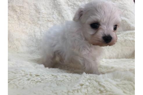 成約済の京都府のマルプー:マルチーズ×トイプードル-112327の4枚目