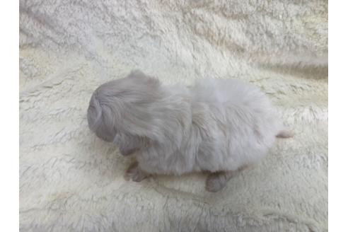 成約済の京都府のマルプー:マルチーズ×トイプードル-112327の3枚目