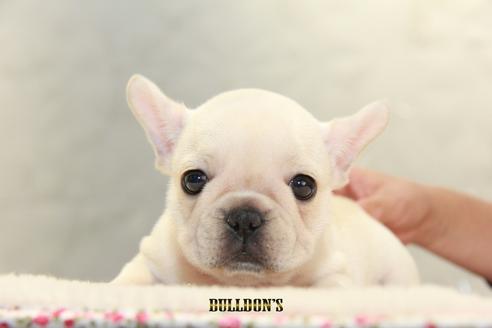 成約済の東京都のフレンチブルドッグ-112343