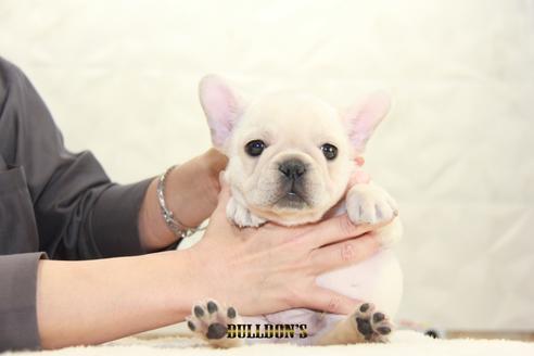 成約済の東京都のフレンチブルドッグ-112343の7枚目