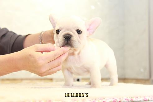 成約済の東京都のフレンチブルドッグ-112343の6枚目