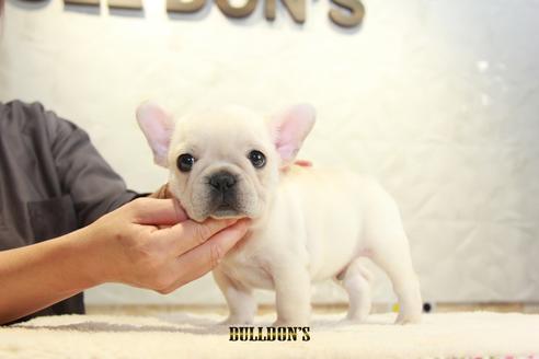 成約済の東京都のフレンチブルドッグ-112343の4枚目