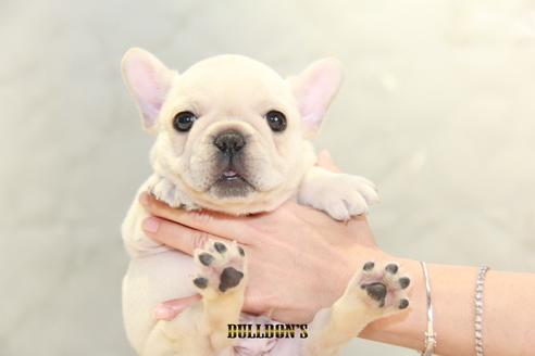 成約済の東京都のフレンチブルドッグ-112343の3枚目