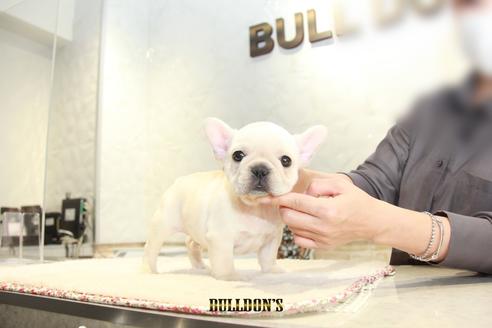 成約済の東京都のフレンチブルドッグ-112343の2枚目