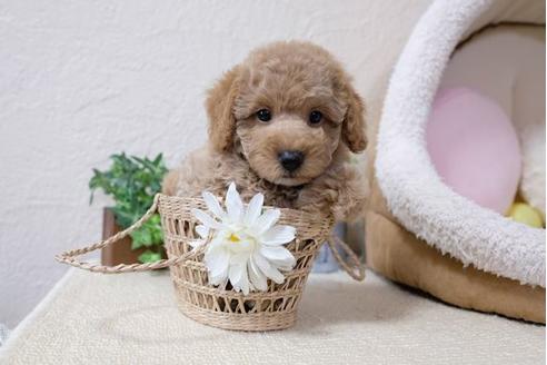 成約済の滋賀県のトイプードル-110901の5枚目