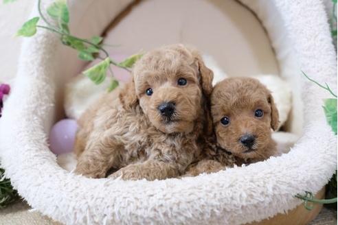 成約済の滋賀県のトイプードル-110901の4枚目