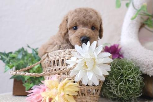 成約済の滋賀県のトイプードル-110901の3枚目