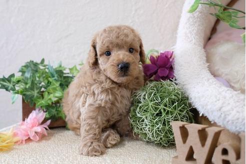 成約済の滋賀県のトイプードル-110901の2枚目