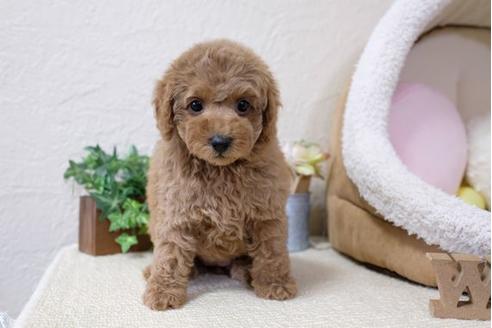 成約済の滋賀県のトイプードル-110904の5枚目