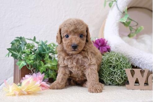 成約済の滋賀県のトイプードル-110904の2枚目