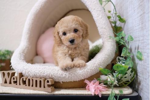 成約済の滋賀県のトイプードル-110923