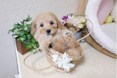 成約済の滋賀県のトイプードル-110923の5枚目