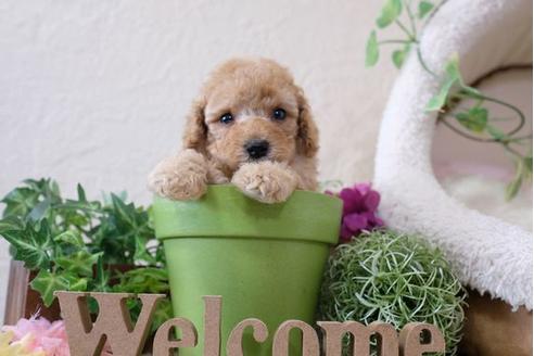 成約済の滋賀県のトイプードル-110923の3枚目