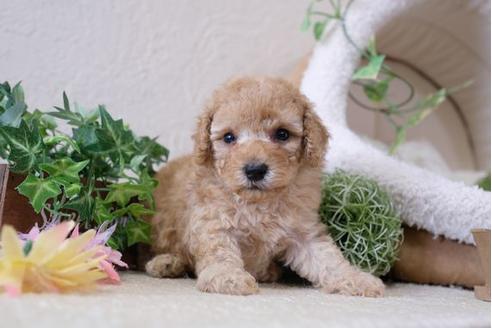成約済の滋賀県のトイプードル-110923の2枚目