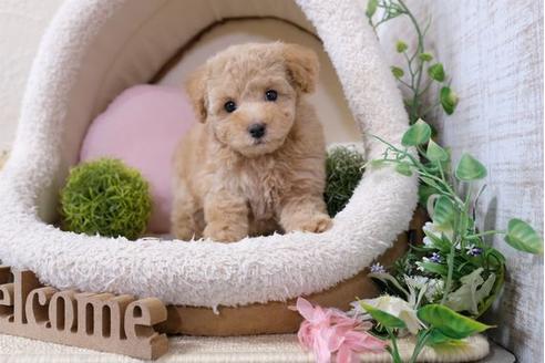 成約済の滋賀県のトイプードル-110929