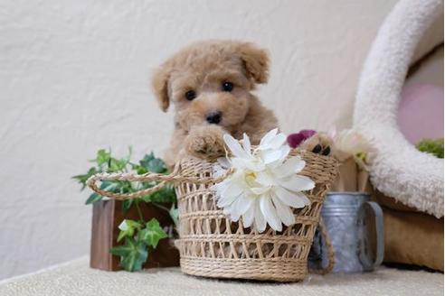 成約済の滋賀県のトイプードル-110929の5枚目