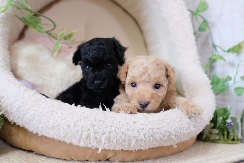 成約済の滋賀県のトイプードル-110929の4枚目