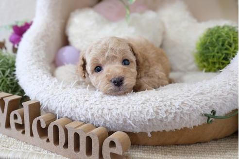 成約済の滋賀県のトイプードル-110929の3枚目