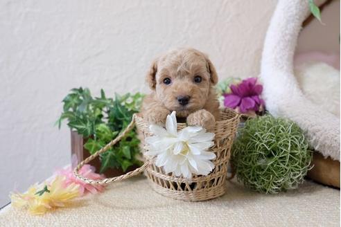 成約済の滋賀県のトイプードル-110929の2枚目