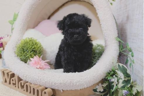 成約済の滋賀県のトイプードル-110930