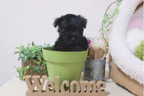 成約済の滋賀県のトイプードル-110930の5枚目