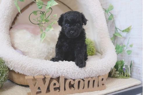 成約済の滋賀県のトイプードル-110930の3枚目