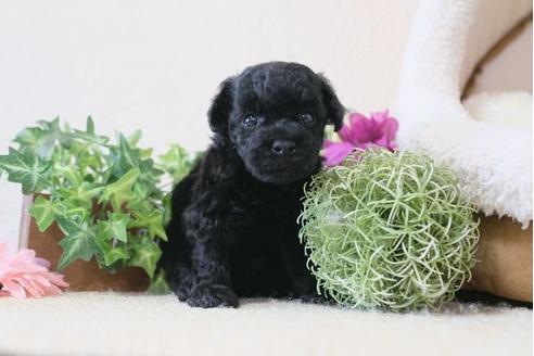 成約済の滋賀県のトイプードル-110930の2枚目